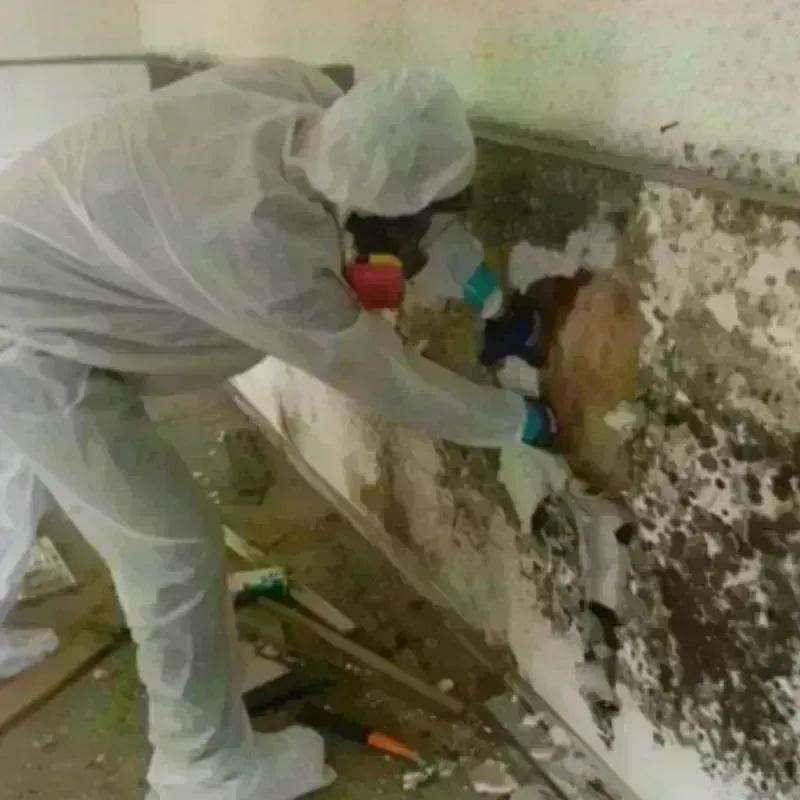 Mold Remediation and Removal in Fort Deposit, AL